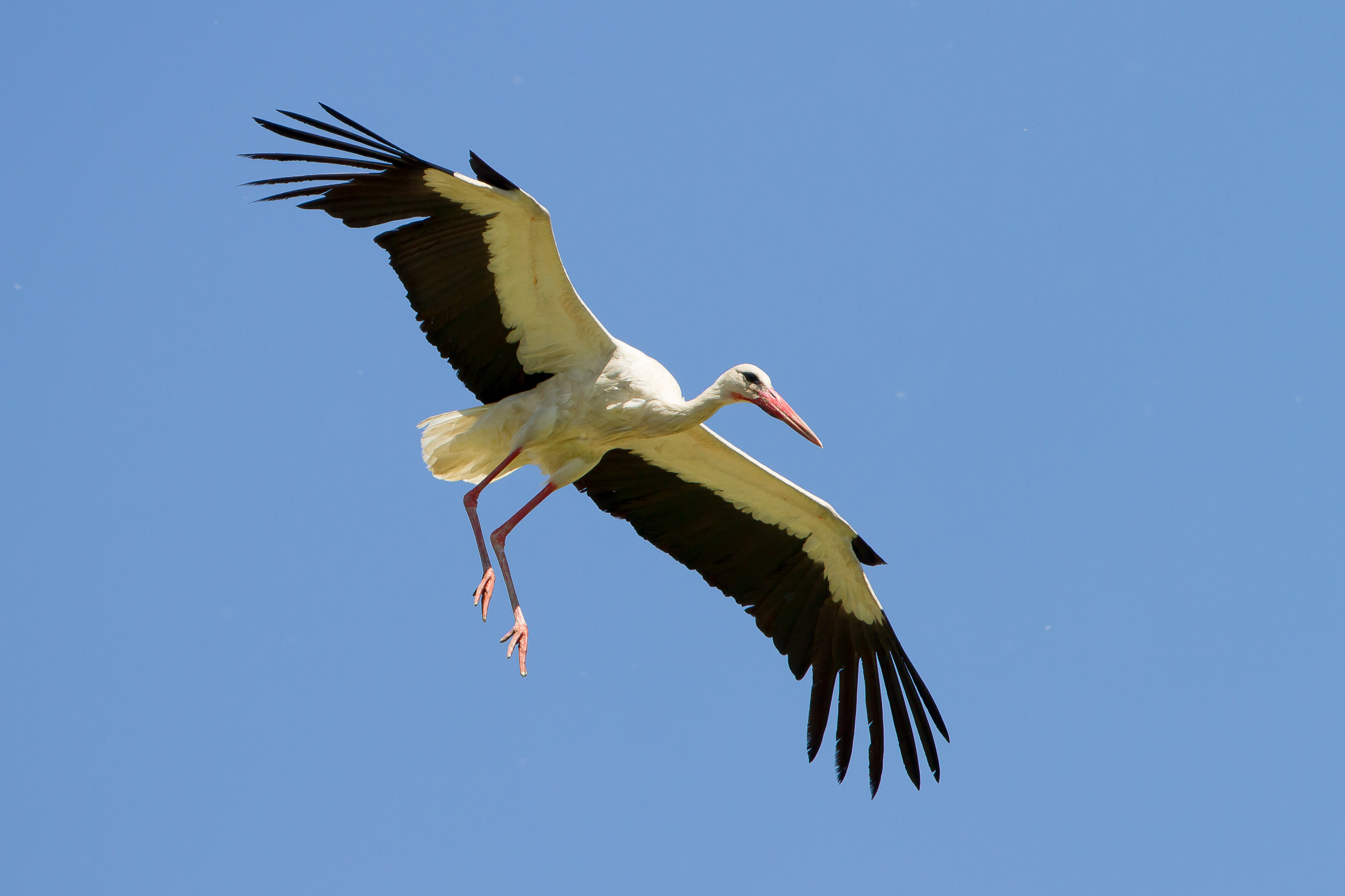 White Stork_Cigoc, Croatia 2012_Otto Samwald.jpg